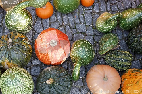 Image of Pumpkins