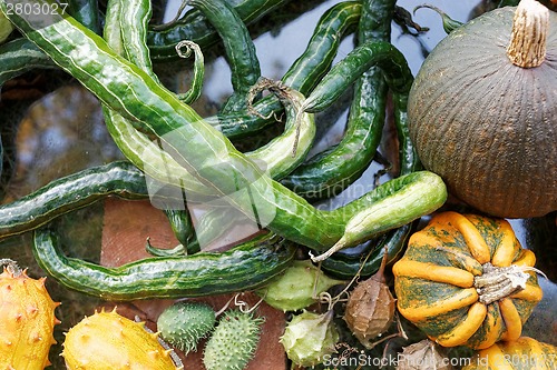 Image of Pumpkins