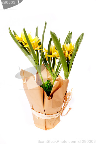 Image of tulip