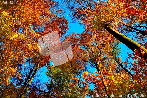 Image of Beech trees