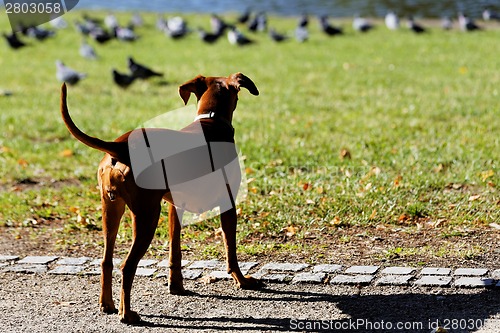 Image of Dog by  the river