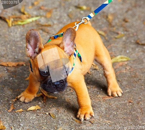 Image of French bulldog puppy