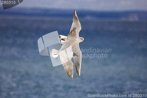 Image of seagull