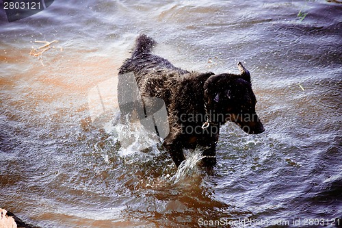 Image of Dog by  the river