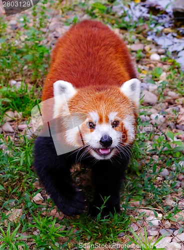 Image of Red panda