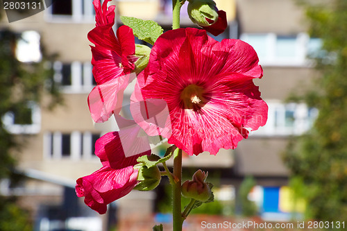 Image of Urban flower on city street