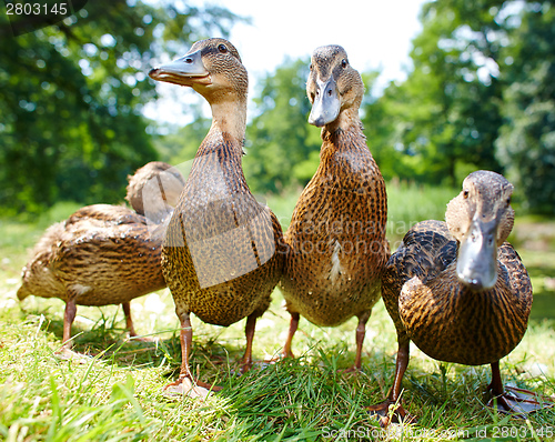 Image of Very cute and charming ducklings