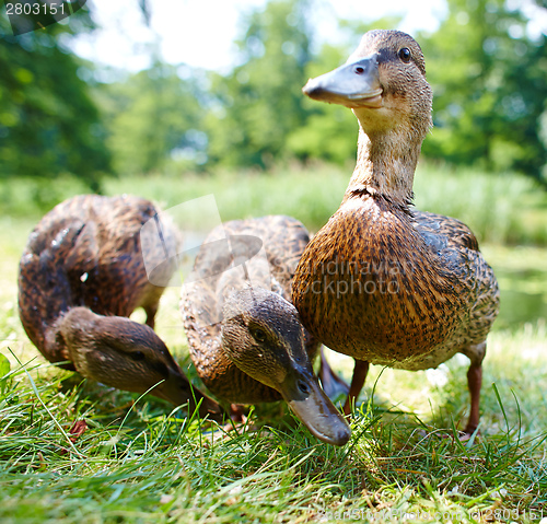 Image of Very cute and charming ducklings