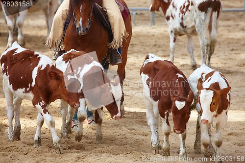 Image of rodeo competition is about to begin