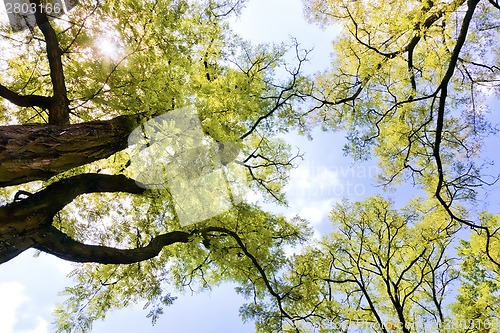 Image of Forest canopy