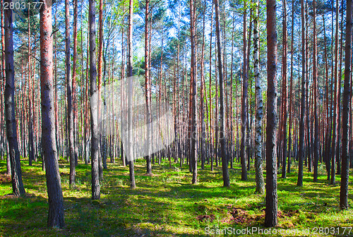 Image of Beech forest