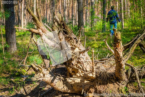 Image of Forest in Poland