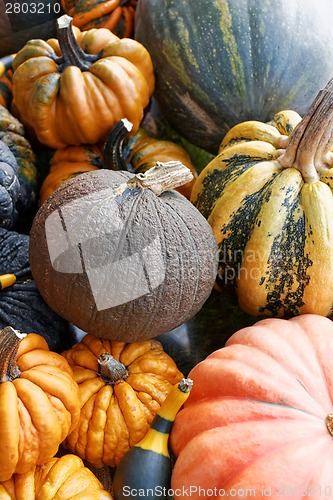 Image of Pumpkins