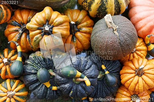 Image of Pumpkins