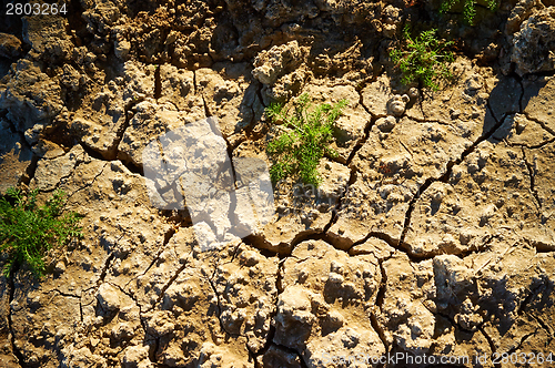 Image of Crackled soil