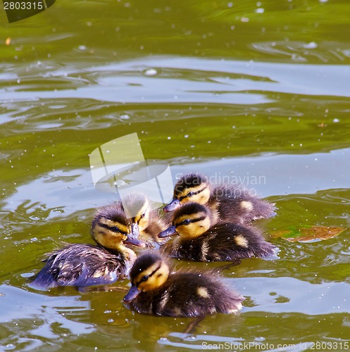 Image of Cute ducklings