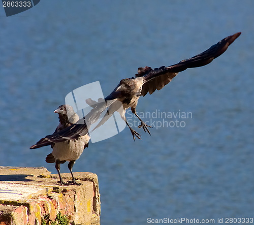 Image of Flying crow