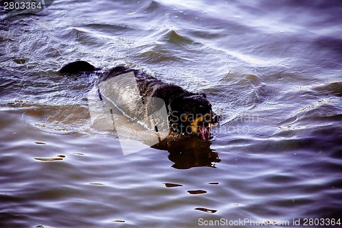 Image of Dog by  the river