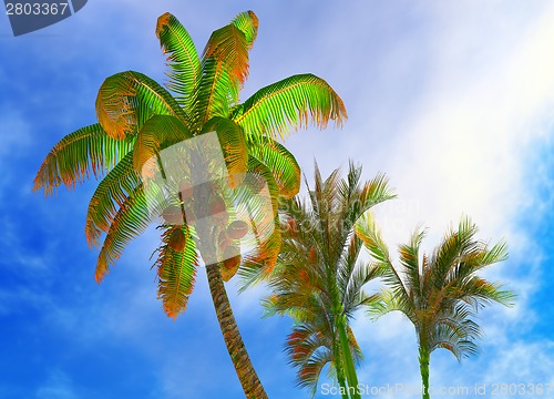 Image of Coconut trees