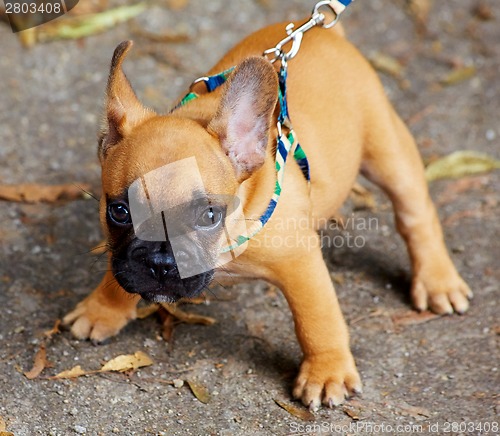 Image of French bulldog puppy
