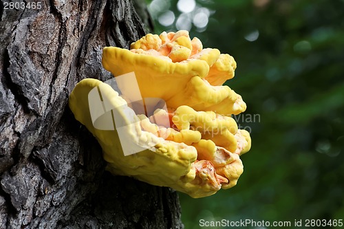 Image of sulphur mushroom (Laetiporus sulphureus)