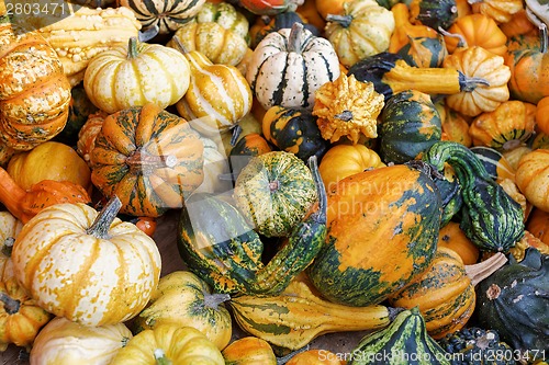 Image of Pumpkins