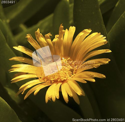 Image of Yellow cactus flower