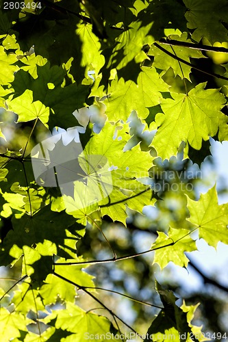 Image of leaves