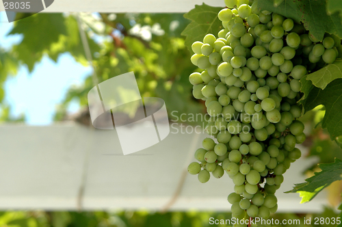 Image of grapes in focus on vine