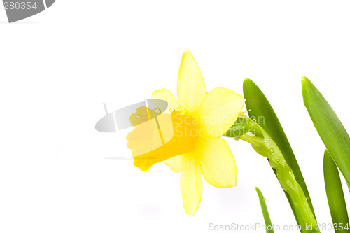 Image of yellow daffodil