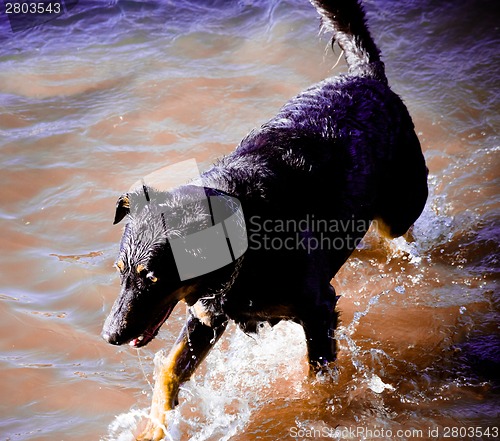 Image of Dog by  the river