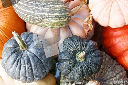 Image of Pumpkins