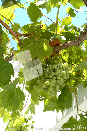 Image of grapes on the vine