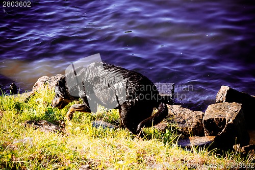 Image of Dog by  the river