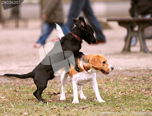 Image of Two dogs