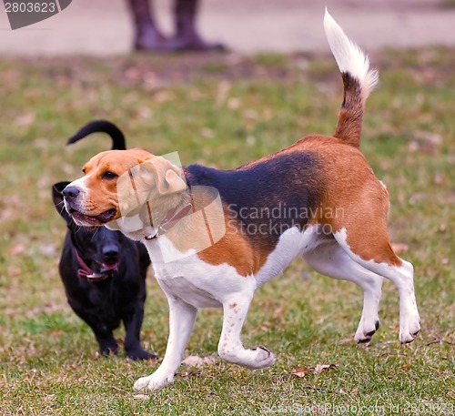 Image of Two dogs