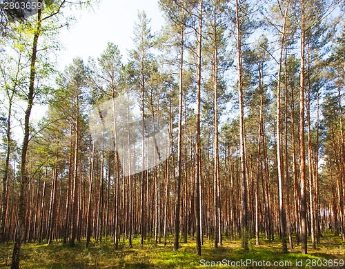 Image of Beech forest