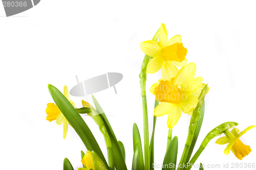 Image of yellow daffodil