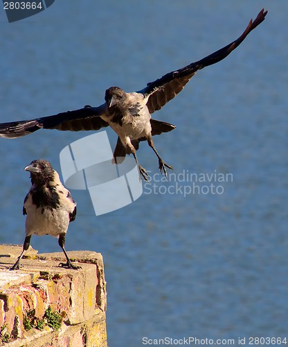 Image of Flying crow