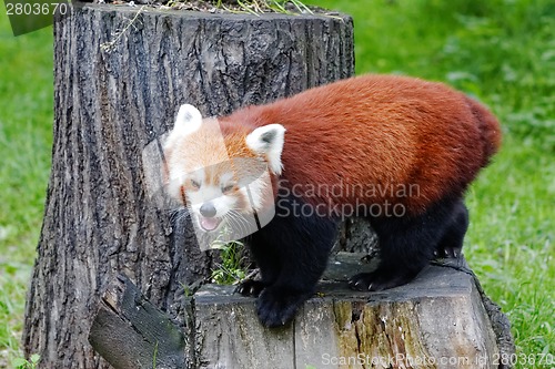 Image of Red panda