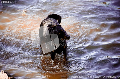 Image of Dog by  the river