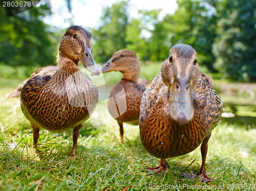 Image of Very cute and charming ducklings