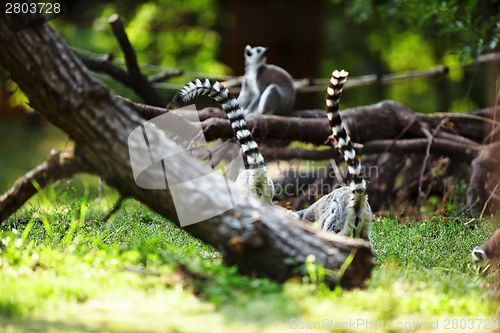 Image of Cute lemur kata
