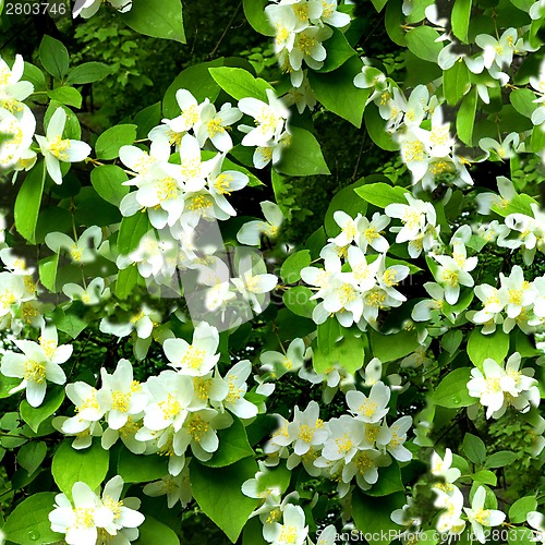 Image of Tiny flowers on tree