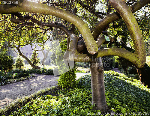 Image of Japanese garden