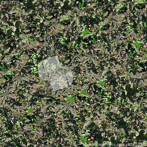 Image of natural green leaves backround