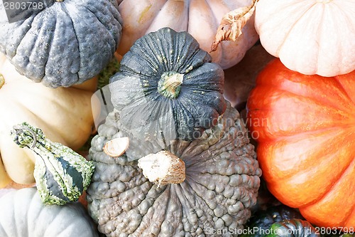 Image of Pumpkins