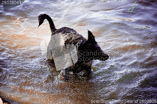 Image of Dog by  the river