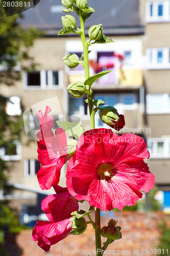 Image of Urban flower on city street