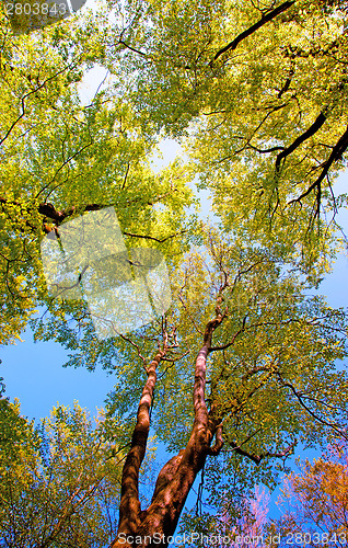 Image of Beech forest